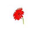 Red gerbera flower on white background with a stem