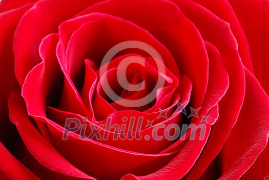 Macro image of a beautiful red rose Macro image of a beautiful red rose