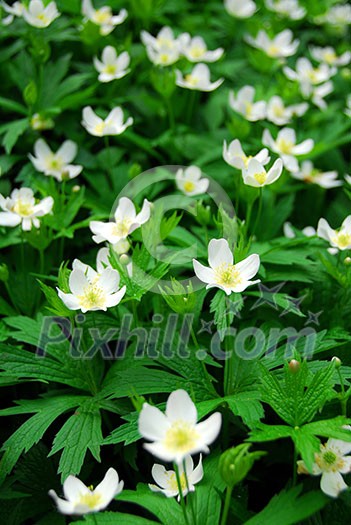Spring wild flowers wood anemones close up Spring wild flowers wood anemones close up