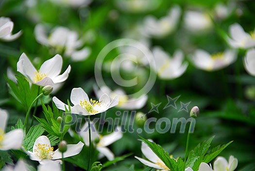 Spring wild flowers wood anemones close up Spring wild flowers wood anemones close up