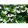 Spring wild flowers wood anemones close up