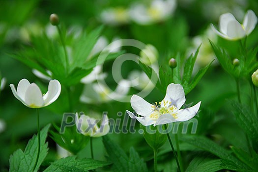 Spring wild flowers wood anemones close up Spring wild flowers wood anemones close up