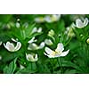 Spring wild flowers wood anemones close up