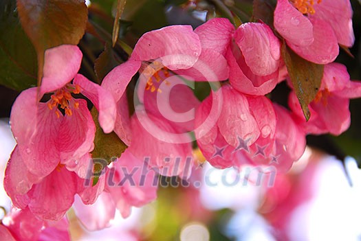 Pink blossom of an apple tree with rain drops Pink blossom of an apple tree with rain drops