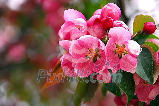 Pink apple blossom close up in spring orchard Pink apple blossom close up in spring orchard