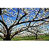 Old blooming apple trees in a spring orchard
