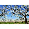 Old blooming apple trees in a spring orchard