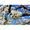 Old blooming apple trees in a spring orchard, closeup