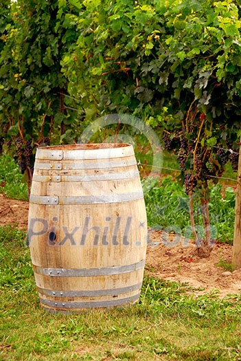 Old wine barrel at vineyard Old wine barrel at vineyard