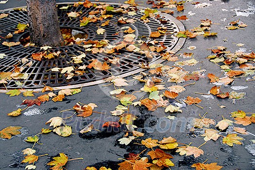 Fallen leaves on asphalt sidewalk in the city Fallen leaves on asphalt sidewalk in the city