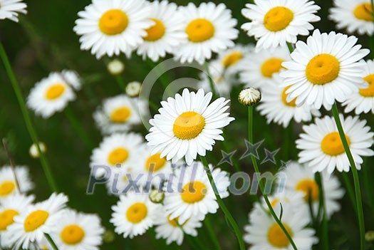 Wild daisies growing in a green meadow Wild daisies growing in a green meadow