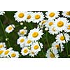 Wild daisies growing in a green meadow