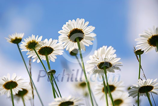 White summer daisies reaching towards blue sky White summer daisies reaching towards blue sky