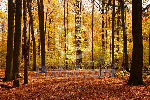 Colorful sunlit fall forest with fallen leaves covering the ground Colorful sunlit fall forest with fallen leaves covering the ground