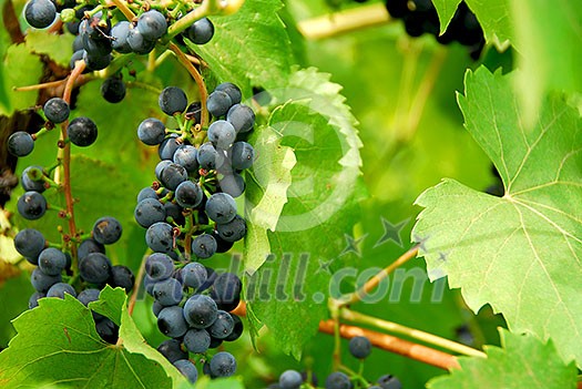 Red grapes on a vine Red grapes on a vine