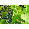 Red grapes on a vine