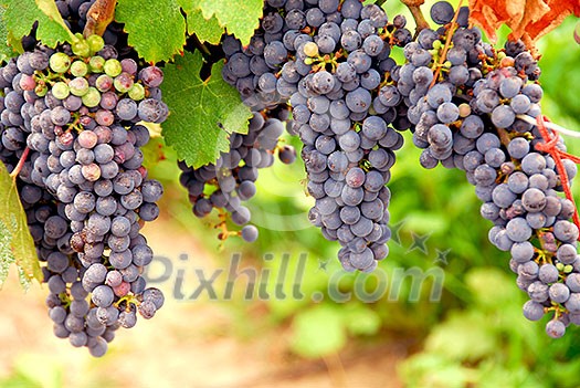 Bunches of red grapes growing on a vine Bunches of red grapes growing on a vine