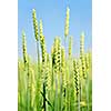 Green young grain growing in a farm field