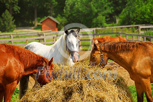 Several horses feeding at the runch on bright summer day Several horses feeding at the runch on bright summer day