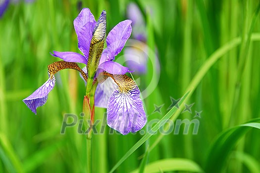 Beautiful purple irises blooming in spring time Beautiful purple irises blooming in spring time