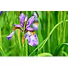 Beautiful purple irises blooming in spring time