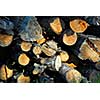 Background of stacked logs lit by evening sun