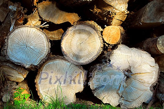Background of stacked logs lit by evening sun Background of stacked logs lit by evening sun