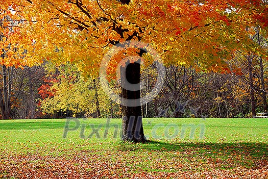 Single maple tree with colorful fall leaves Single maple tree with colorful fall leaves