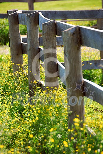 Yellow buttercups growing near farm fence in a green meadow Yellow buttercups growing near farm fence in a green meadow