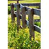 Yellow buttercups growing near farm fence in a green meadow