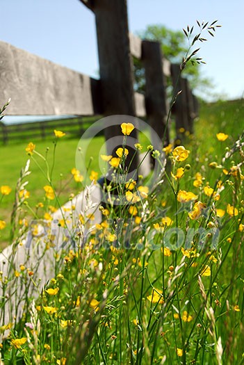 Yellow buttercups growing near farm fence in a green meadow Yellow buttercups growing near farm fence in a green meadow