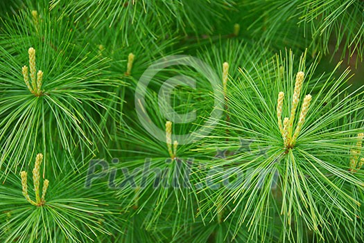 Background of young new pine needles in the spring Background of young new pine needles in the spring