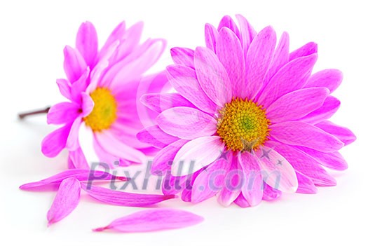 Closeup of pink flower blossoms on white background Closeup of pink flower blossoms on white background