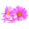 Closeup of pink flower blossoms on white background