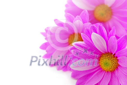 Floral background of pink flowers close up on white Floral background of pink flowers close up on white