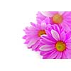 Floral background of pink flowers close up on white 