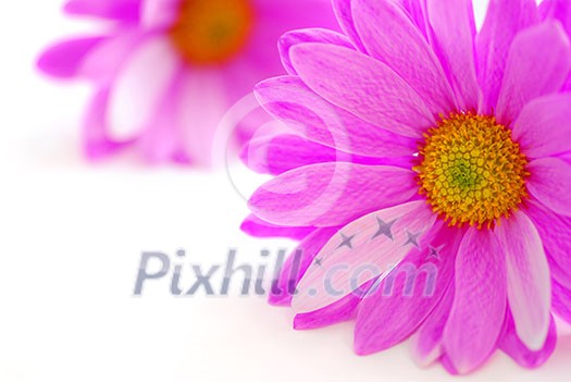 Pink flowers close up on white background Pink flowers close up on white background