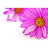 Pink flowers close up on white background