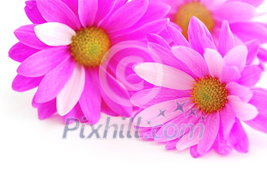 Closeup of pink flower blossoms on white background Closeup of pink flower blossoms on white background