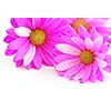 Closeup of pink flower blossoms on white background