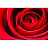 Extreme macro of bright red rose petals