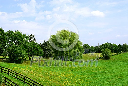 Rural landscape of lush green fields and trees Rural landscape of lush green fields and trees