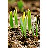 Shoots of spring flowers in early spring garden