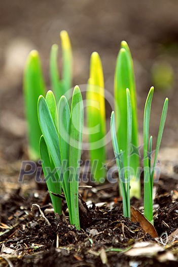 Shoots of spring flowers daffodils in early spring garden Shoots of spring flowers daffodils in early spring garden