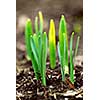 Shoots of spring flowers daffodils in early spring garden