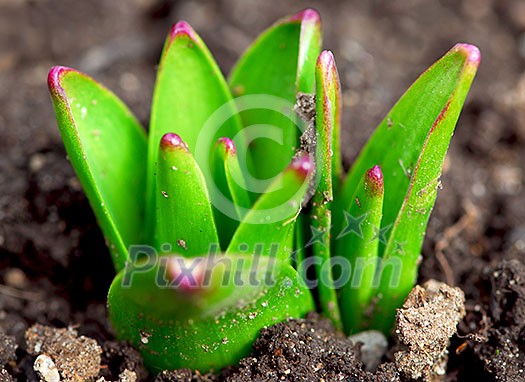 Shoots of spring perennial flowers in early spring garden Shoots of spring perennial flowers in early spring garden