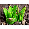 Shoots of spring perennial flowers  in early spring garden