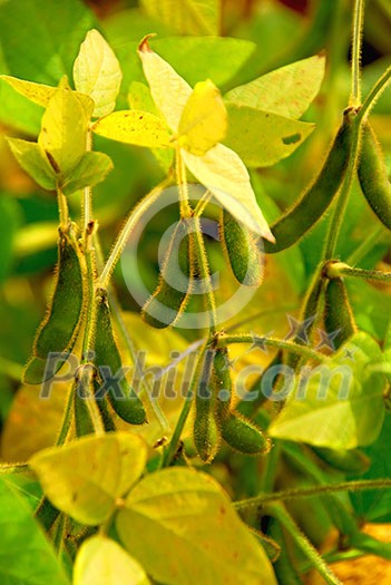 Soy beans growing on a soybean plants in a field Soy beans growing on a soybean plants in a field