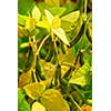 Soy beans growing on a soybean plants in a field