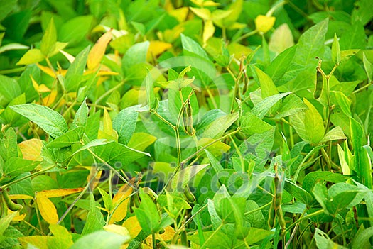 Soy beans growing on a soybean plant in a farm field Soy beans growing on a soybean plant in a farm field
